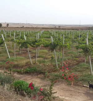 image de propriété - Exploitation  agricole  vignes et fruitiers 6.75 ha