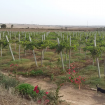 Image - Exploitation  agricole  vignes et fruitiers 6.75 ha